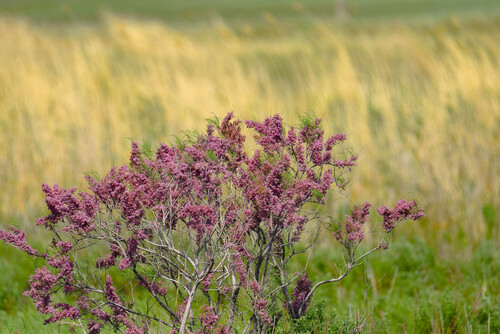 Tamarix laxa (Tamarix laxa)