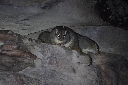 Rock Ringtail Possum