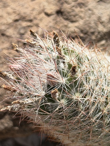 Escobaria tuberculosa varicolor
