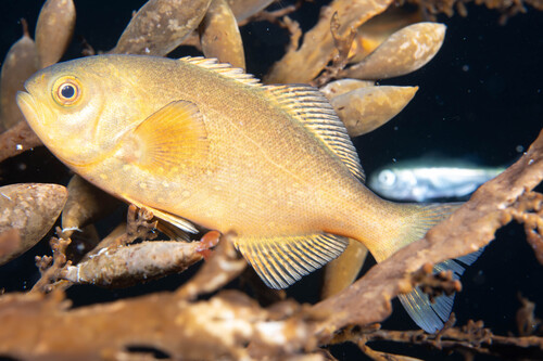 Antarctic butterfish (Hyperoglyphe antarctica) — Centrolophidae — 4