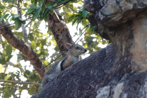 Wilkins's Rock Wallaby