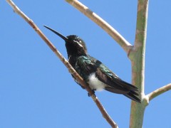 Heliomaster squamosus