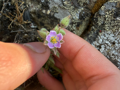 author not stated, no rights reserved Spergularia macrotheca, photograph author not stated, no rights reserved