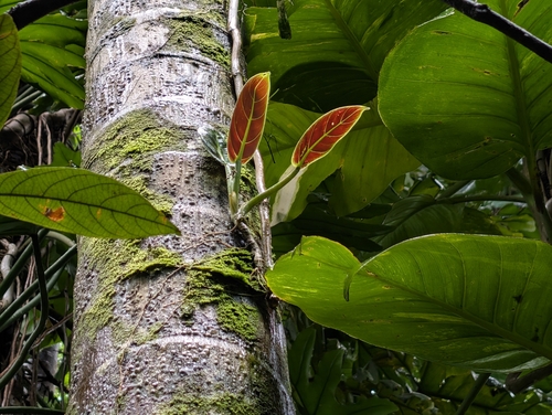 Philodendron subhastatum, photograph 4