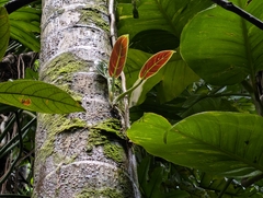 author not stated, no rights reserved Philodendron subhastatum, photograph author not stated, no rights reserved