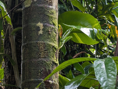 Philodendron subhastatum, photograph 5