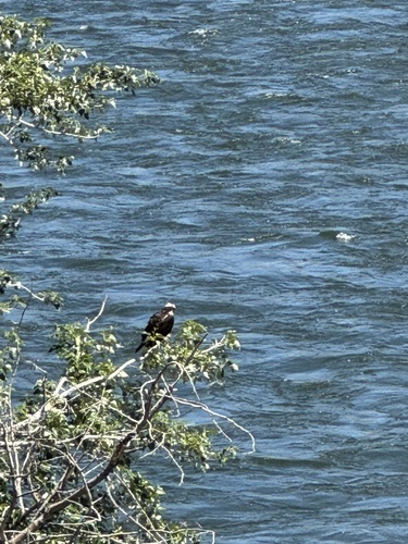 Osprey