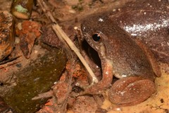 Hyloxalus yasuni