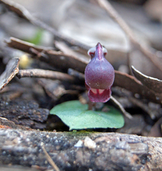 Corybas unguiculatus