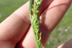 Sphenopholis obtusata