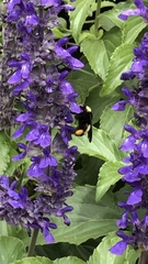 Bombus pensylvanicus