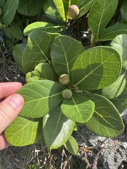 Ficus pedunculosa, photograph (c) John Baur, some rights reserved (CC BY)