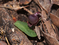 Corybas unguiculatus