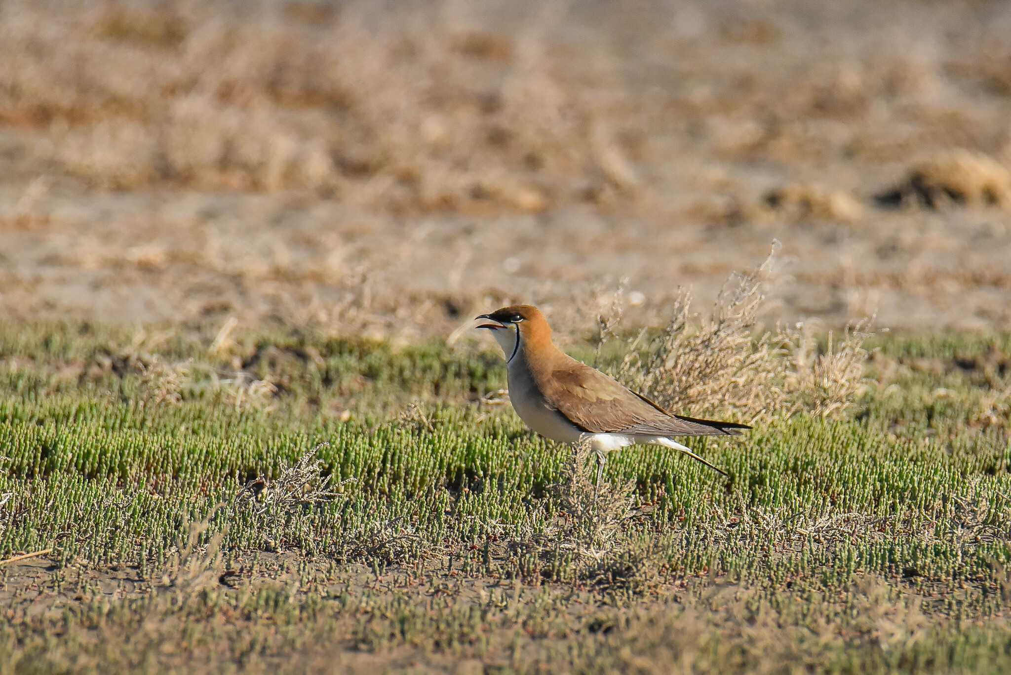Black-winged Pratincole (Glareola nordmanni), photo 6