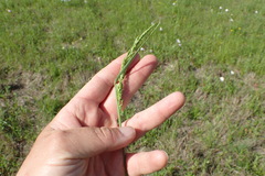 Sphenopholis obtusata