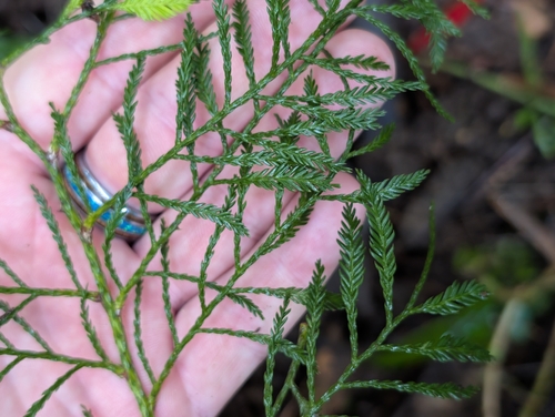 Podocarpus, 2026-05-28