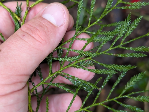 Dacrycarpus imbricatus, photograph 3