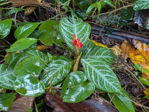 Aphelandra aurantiaca observed 2026-05-28