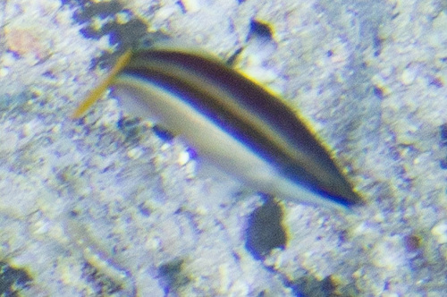 Diproctacanthus xanthurus observed 2026-05-17