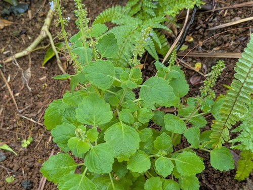 Coleus, 2026-05-28