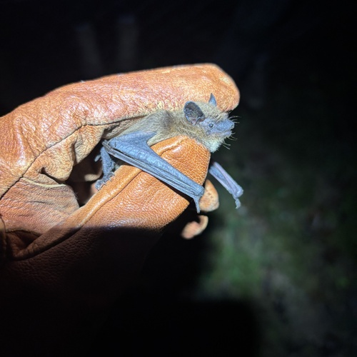 Evening Bat observed by cmachen