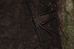 Heterophrynus