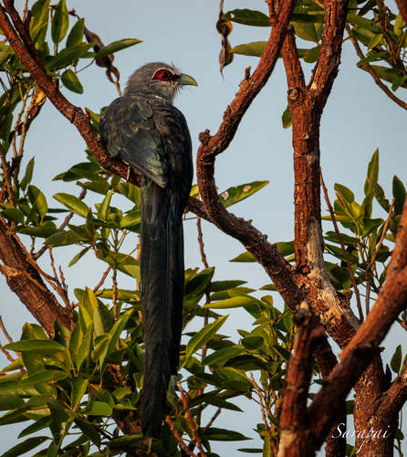 Green-billed Malkoha