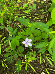Ruellia pedunculata, photograph (c) Chris Stahl, some rights reserved (CC BY)