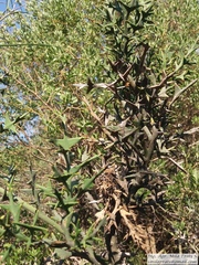 Colletia paradoxa