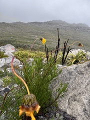 Ursinia paleacea, photograph (c) Caroline Voget, some rights reserved (CC BY)