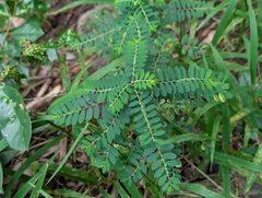 author not stated, no rights reserved Phyllanthus debilis, photograph author not stated, no rights reserved