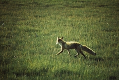 Vulpes vulpes schrencki
