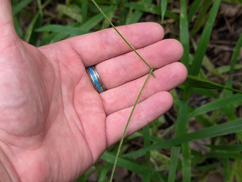 Paspalum conjugatum, photograph 5