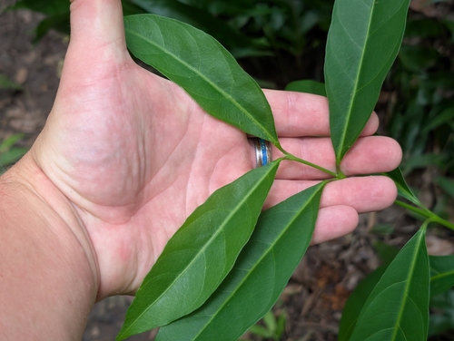 Citharexylum caudatum, photograph 6