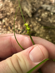 Carex retroflexa, photograph (c) Chris Stahl, some rights reserved (CC BY)