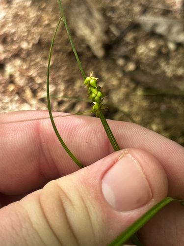 Carex retroflexa, photograph 3