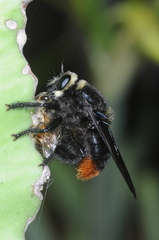 Mallophora ruficauda