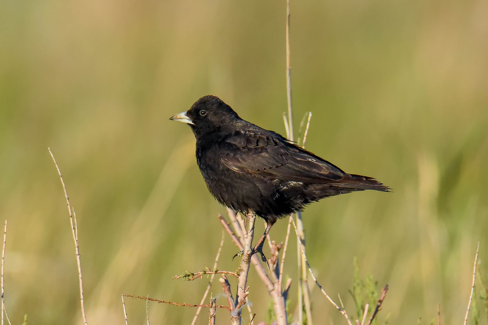 Black Lark (Melanocorypha yeltoniensis), photo 6