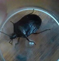 Paramecocephala