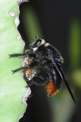 Mallophora ruficauda