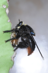 Mallophora ruficauda