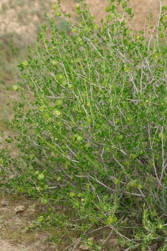 Zygophyllum atriplicoides, photograph 5