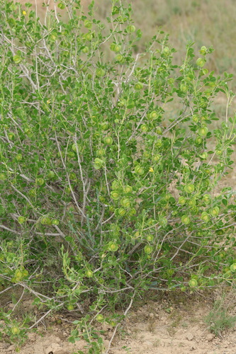 Zygophyllum atriplicoides, photograph 4