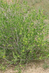 Вячеслав Юсупов, CC BY, iNaturalist via GBIF Zygophyllum atriplicoides, photograph Вячеслав Юсупов, CC BY, iNaturalist via GBIF