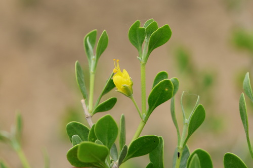 Zygophyllum atriplicoides, photograph 6