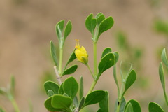 Zygophyllum atriplicoides, photograph Вячеслав Юсупов, CC BY, iNaturalist via GBIF