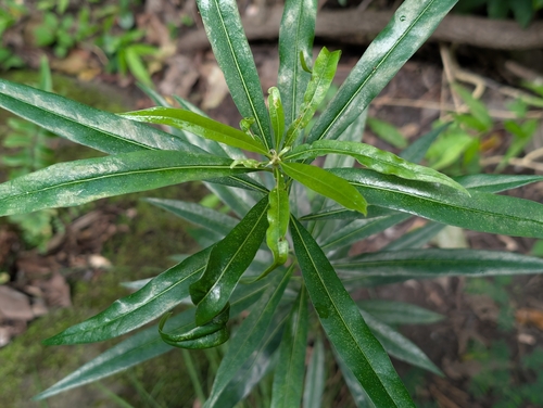 Pittosporum pentandrum observed 2026-05-28