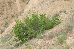 Вячеслав Юсупов, CC BY, iNaturalist via GBIF Zygophyllum atriplicoides, photograph Вячеслав Юсупов, CC BY, iNaturalist via GBIF