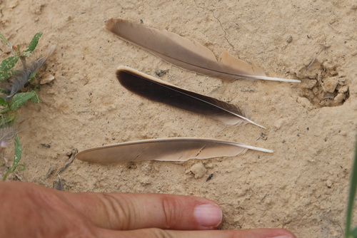 Plume de Cochevis huppé