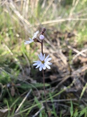 Lithophragma parviflorum